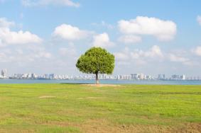 厦门海边最孤独的一棵树在哪里 叫什么 是什么树