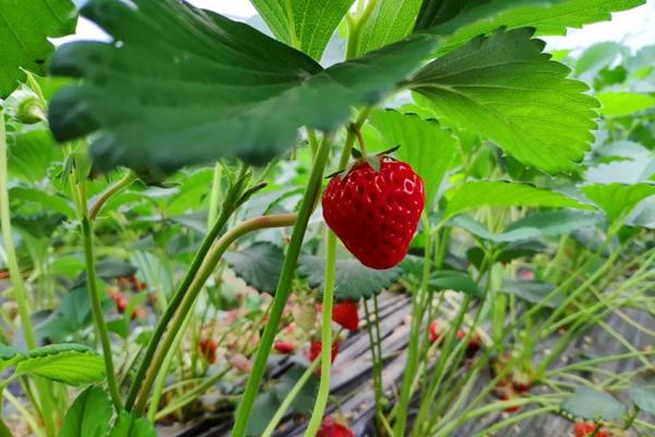 十堰有哪些摘草莓的地方