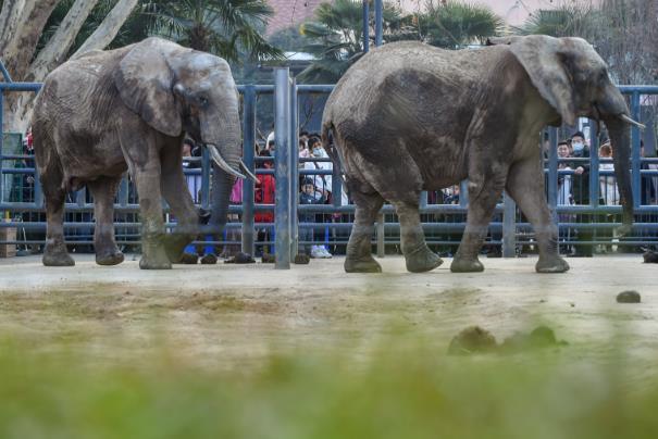 2024王城動物園年票辦理指南