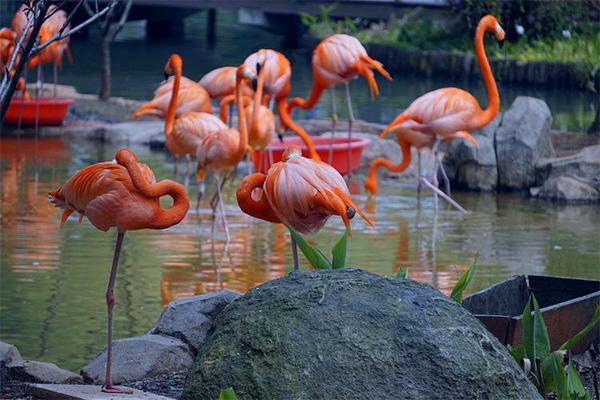 2023-2024武漢動物園年卡什么時候出