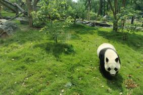 2023-2024武汉动物园年卡什么时候出