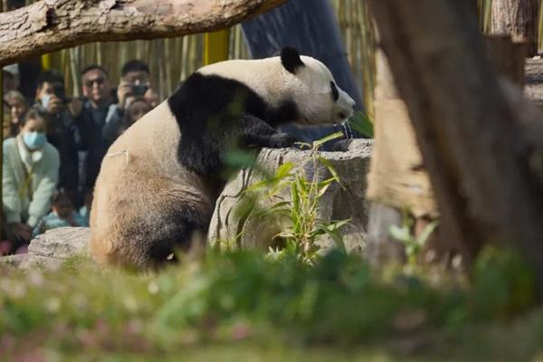 武漢動物園年票值得買嗎