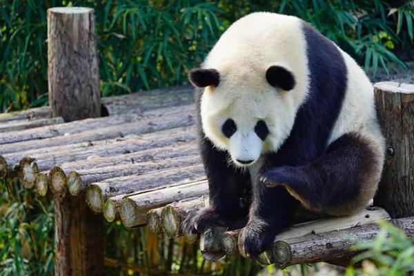 武漢動(dòng)物園年票值得買(mǎi)嗎