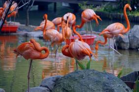 武漢動物園年票多少錢一張