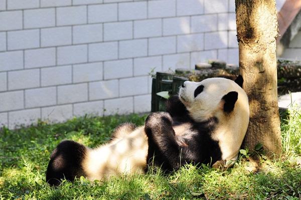 武漢動物園年票多少錢一張