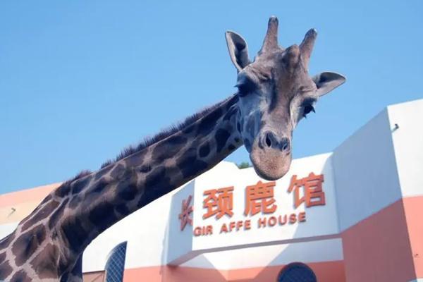 去武漢動物園需要預約嗎