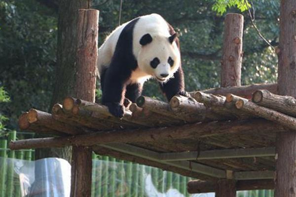 去武漢動物園需要預約嗎