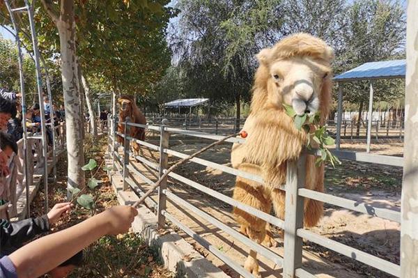 2024聊城濱河野生動物園門票多少一張 附優惠政策