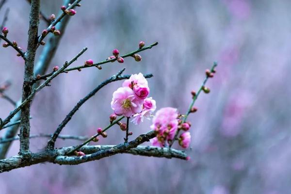 广州白云山梅花什么时候开