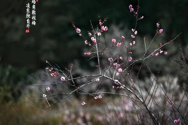 广州白云山梅花什么时候开