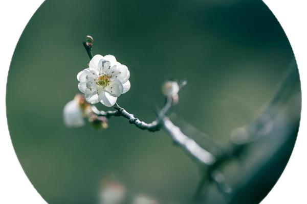 广州白云山梅花什么时候开