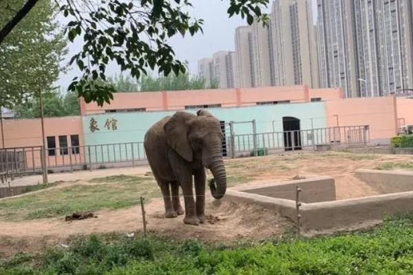 2024王城公園動物園年票怎么辦理 多少錢一張