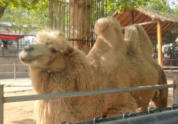 2024王城公園動物園年票怎么辦理 多少錢一張