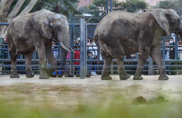 2024王城公園動物園年票怎么辦理 多少錢一張