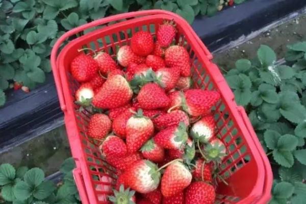 2024杭州摘草莓的地方有哪些