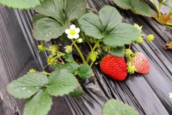 2024杭州摘草莓的地方有哪些