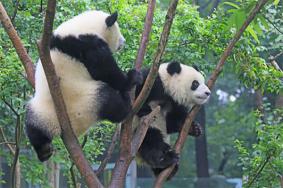 都江堰熊猫谷和成都熊猫基地哪个好玩
