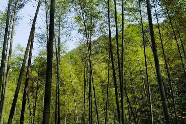 2024永川茶山竹海门票多少钱一张