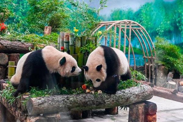 2024杭州动物园熊猫馆预约教程(预约时间+入口)