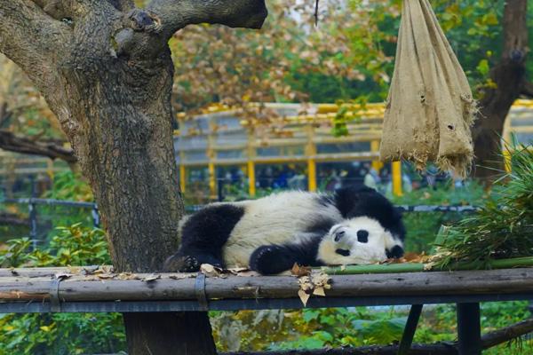 成都動物園和大熊貓基地哪個好玩