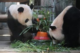 2024杭州动物园熊猫馆预约教程(预约时间+入口)