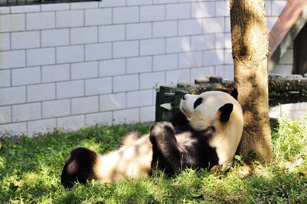 武汉动物园有大熊猫吗