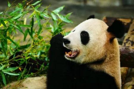 上海动物园门票优惠政策最新2024