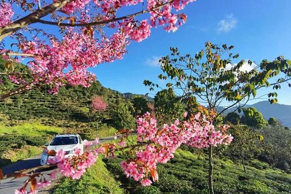 楚雄1月有哪些赏花的地方