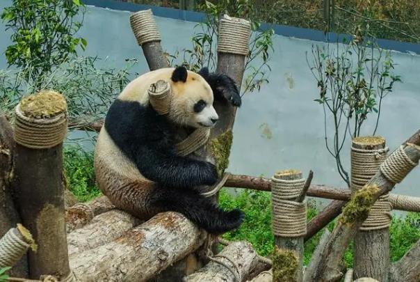 黔灵山公园大熊猫馆和动物园需要预约吗