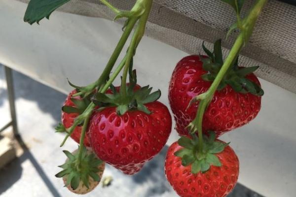 北京摘草莓的地方有哪些