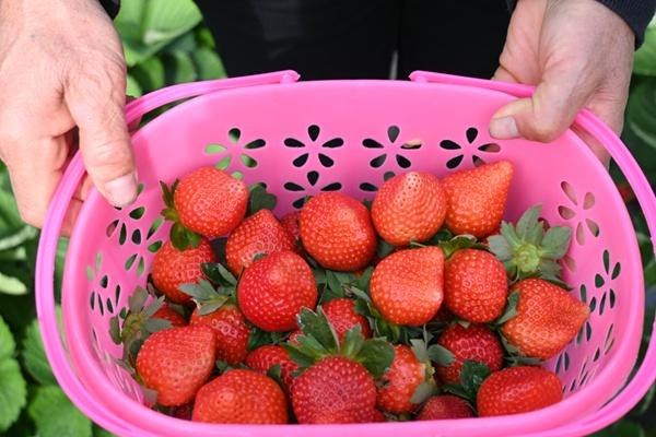 肇庆有哪些摘草莓的好去处推荐