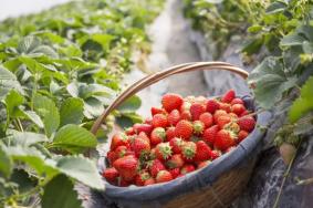 宁波哪里有采草莓的地方