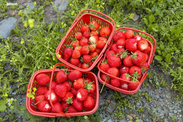 苏州摘草莓的地方在哪里