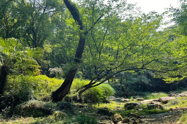 无锡惠山森林公园爬山最佳路线