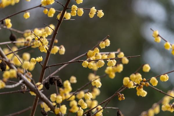 上海看臘梅去哪個公園最好