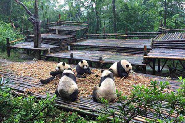 成都大熊猫繁育研究基地过年开放吗