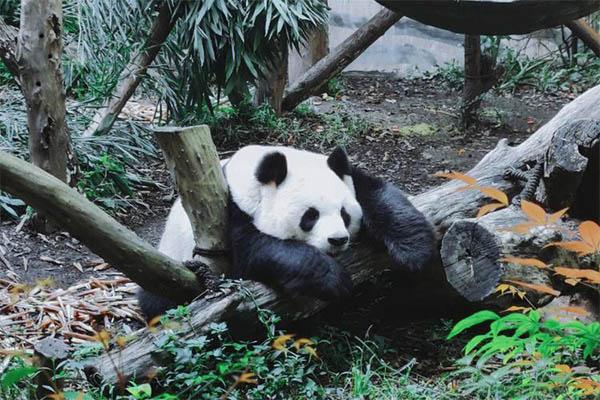 成都大熊猫繁育研究基地过年开放吗