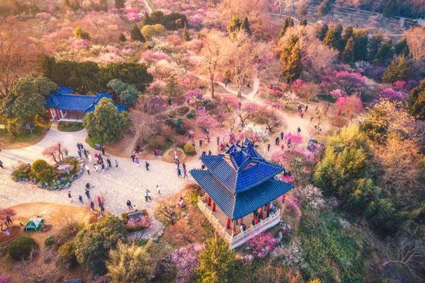 2024南京梅花山要門票嗎