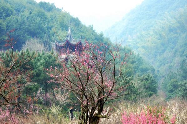 2024南京梅花山要門票嗎