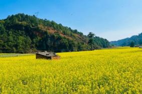 云南峨山油菜花在哪個鄉(xiāng)鎮(zhèn)