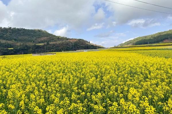 云南峨山油菜花在哪个乡镇