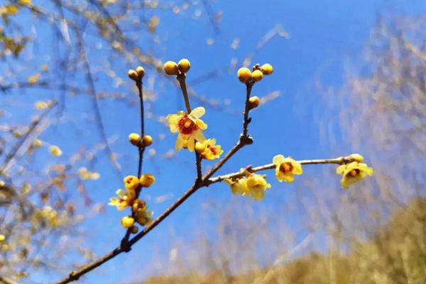 武漢有哪些地方可以看梅花