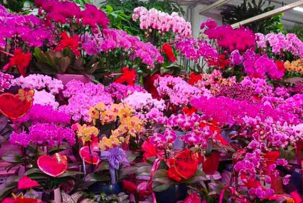 北京买花的批发市场有哪些