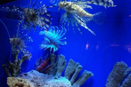 上海海洋水族馆游玩攻略-门票价格-景点信息