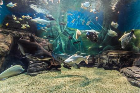 上海海洋水族馆游玩攻略-门票价格-景点信息