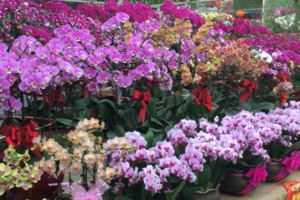 天津市的花卉市场有哪些