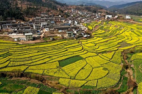 楚雄春节有哪些赏花的地方