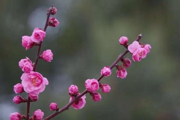 寧波賞梅花最好的地方