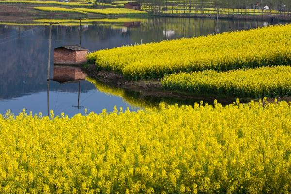 2024汉中油菜花海旅游攻略 - 门票 - 交通 - 天气 - 景点介绍