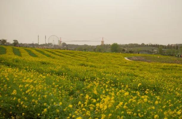 武汉花卉市场有哪些地方 哪个最好